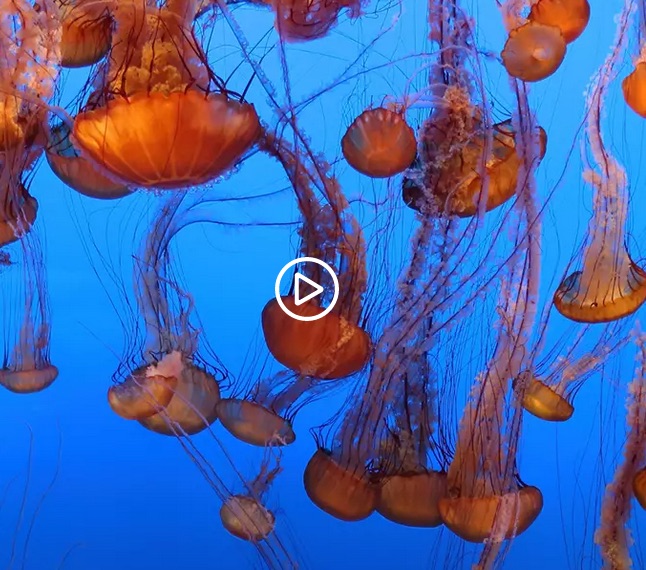 aquarium live cam
