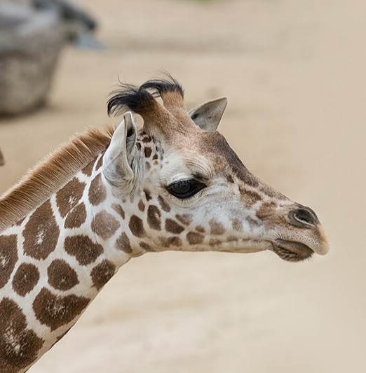 giraffe at the san diego zoo